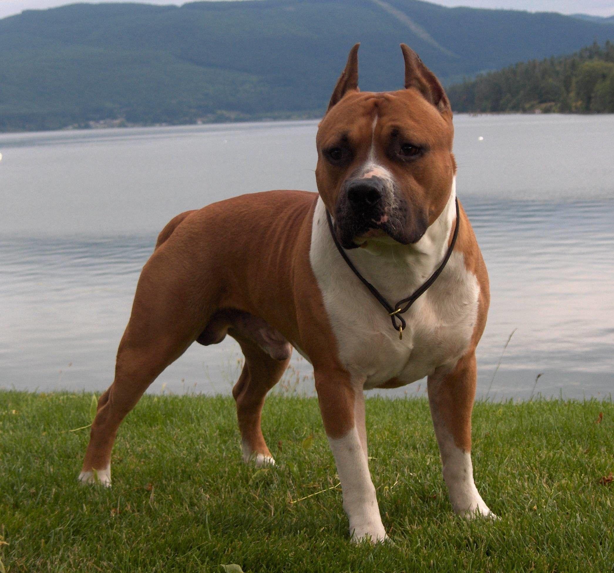 American Pitbull Wallpaper