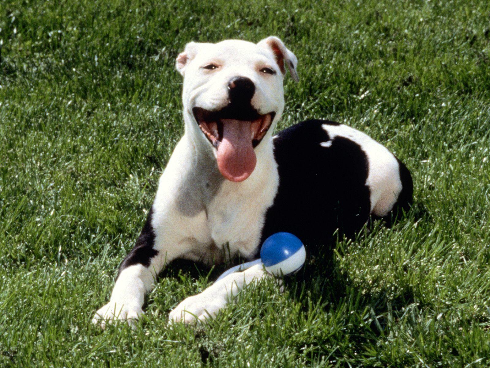 American Pitbull Terrier Wallpaper. Dogs. American