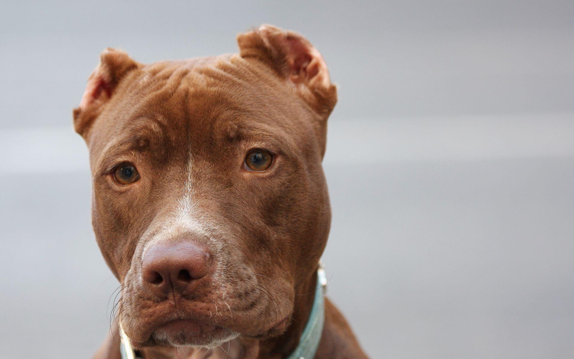 Wallpaper American pitbull, Face, Eyes, Purebred dog HD, Picture, Image