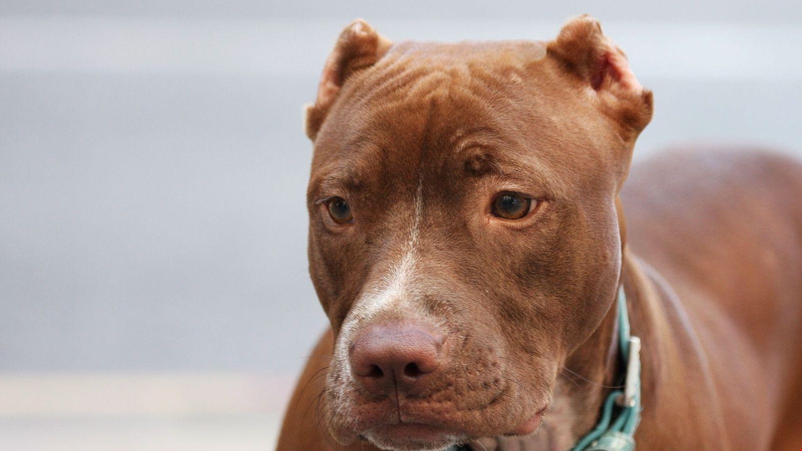 1k american pitbull, muzzle, dog Background. HD