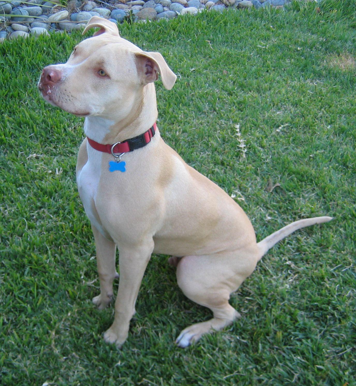 American Pitbull Terrier Jackson photo and wallpaper. Beautiful