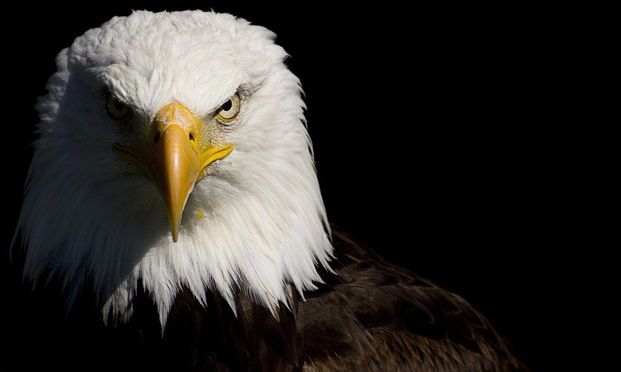 Bald Eagle HD Wallpaper and Background Image