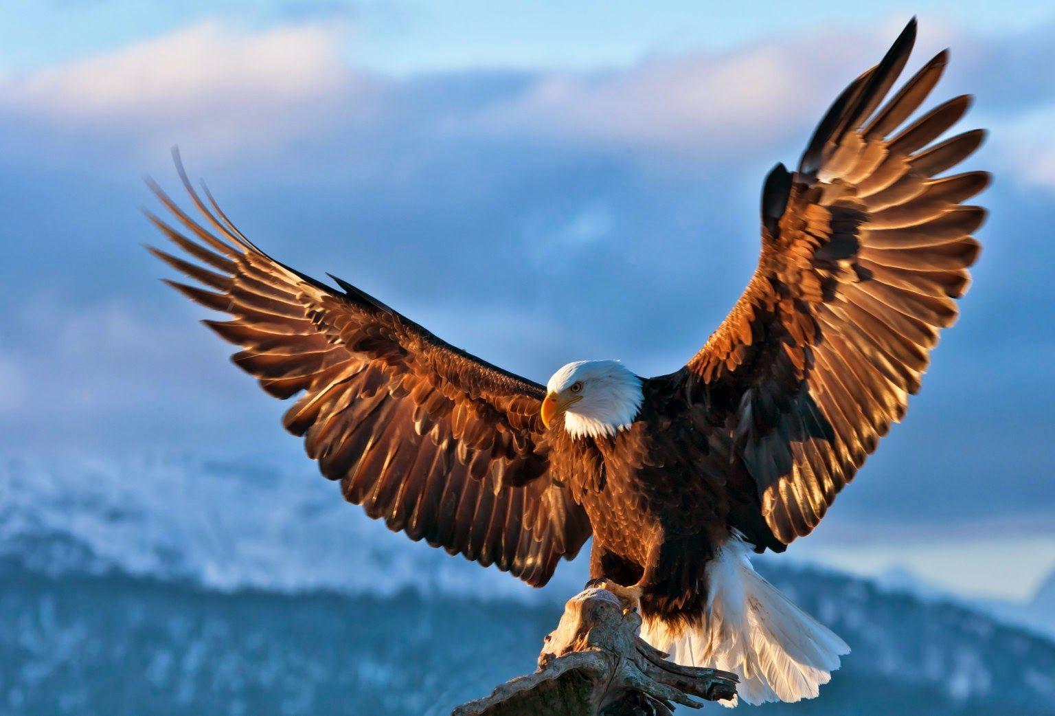 Different Types of Eagles with Picture. Eagle image, Eagle