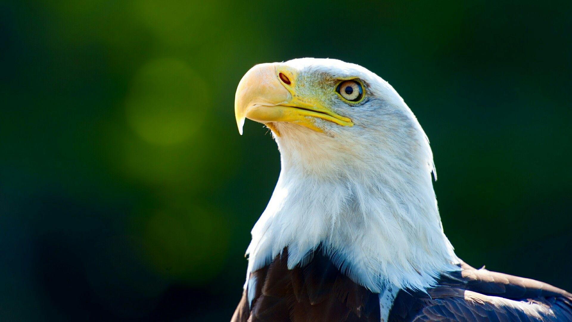 Eagle Wallpapers - Wallpaper Cave