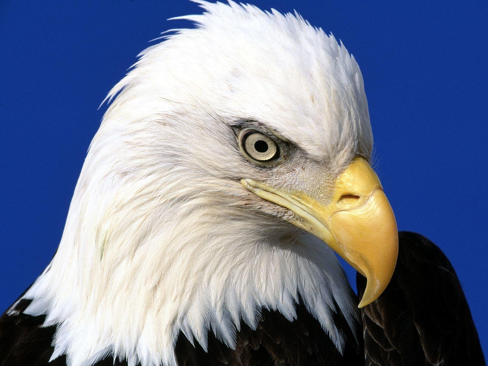 eagle bird hd wallpaper
