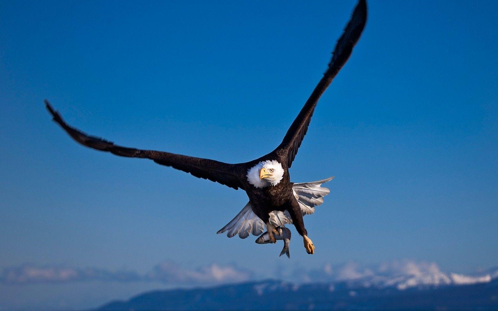 Desktop bald eagle wallpaper