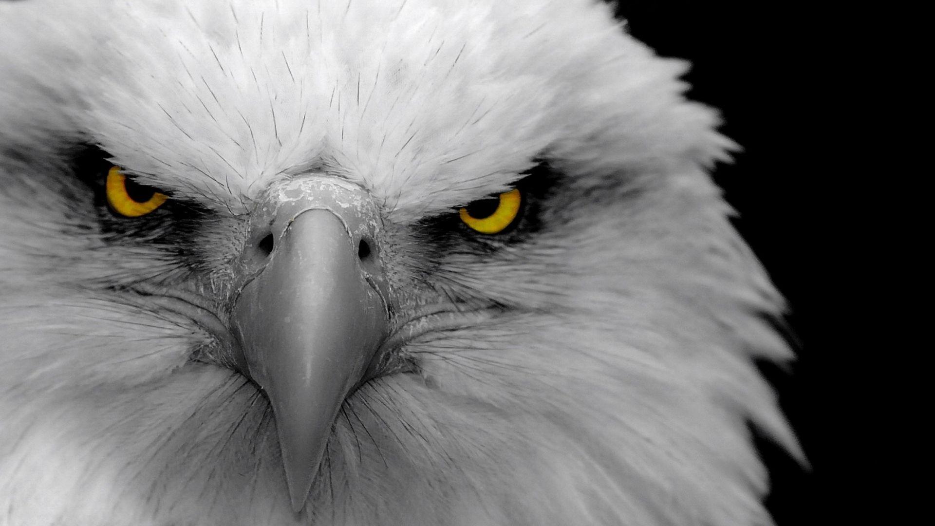 Eagle Wallpaper High Quality