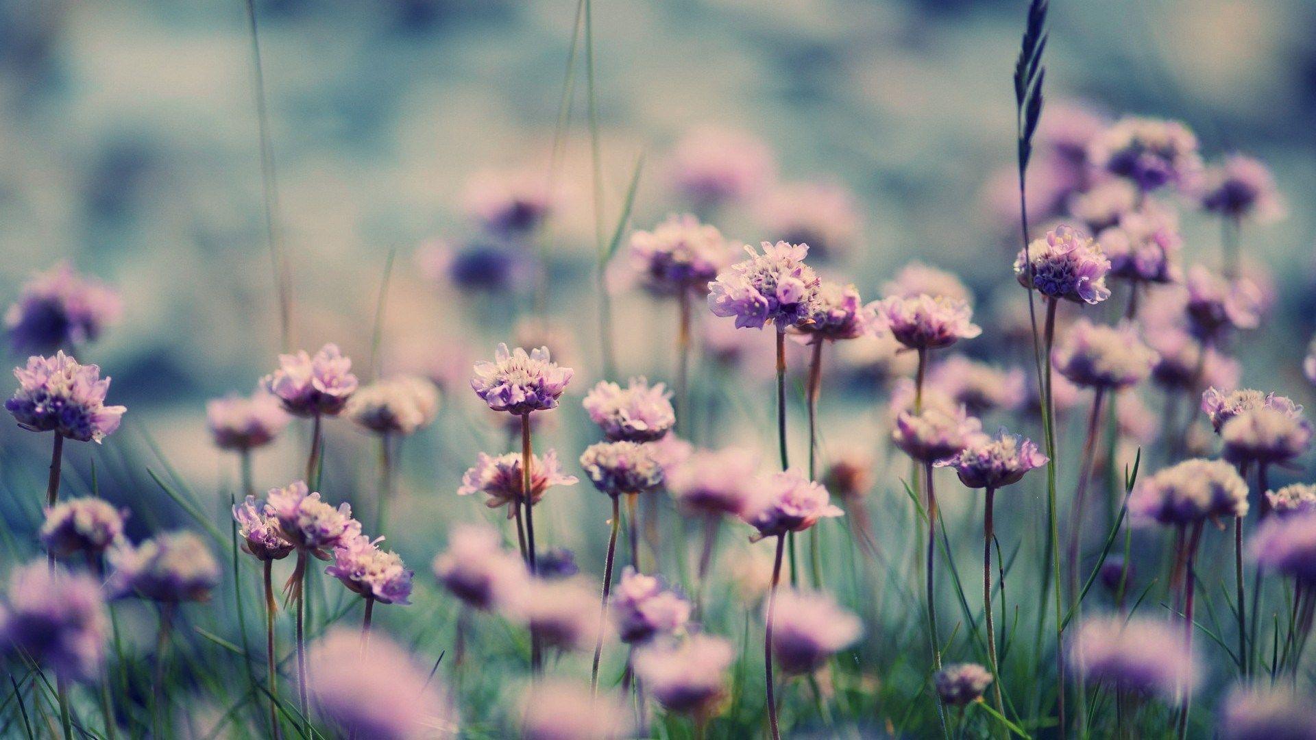 Field Of Flowers Vintage Wallpaper 4