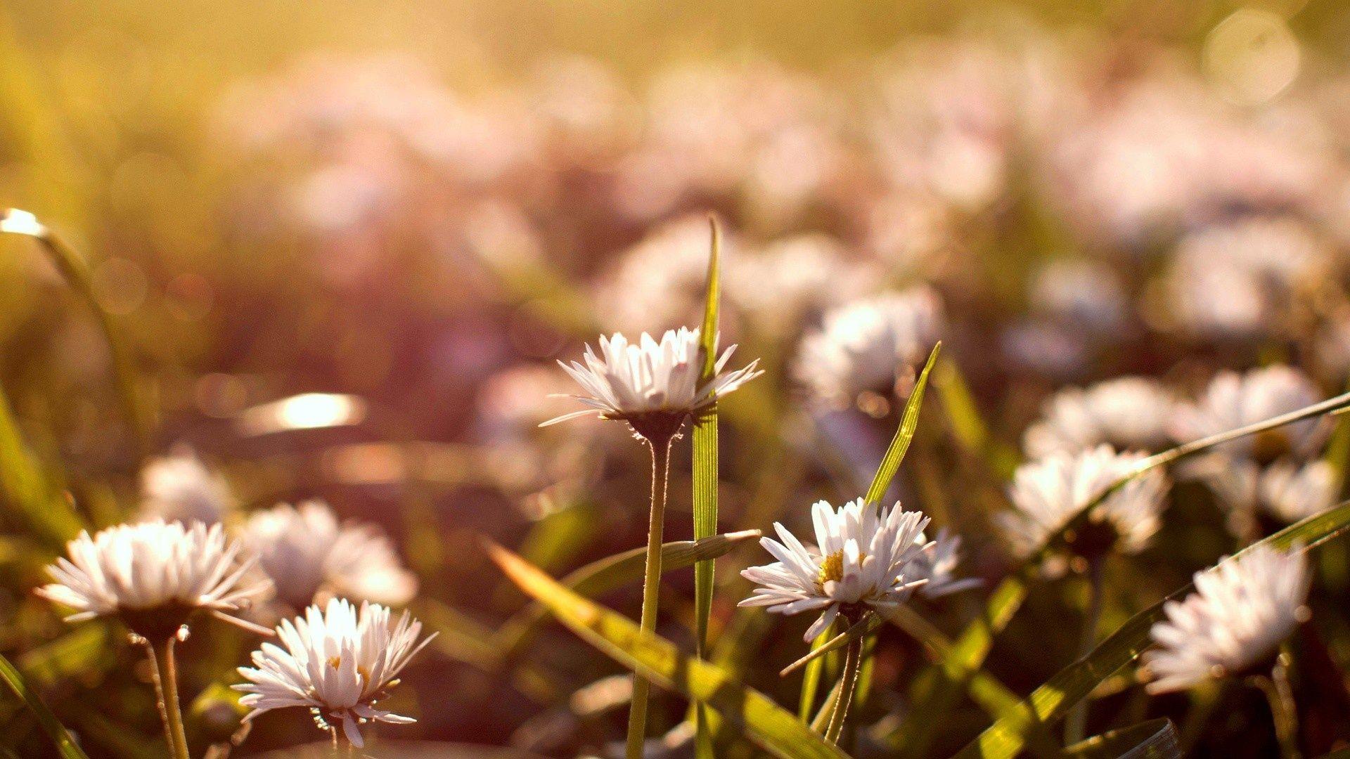 Vintage Flowers 14880 1920x1080 px