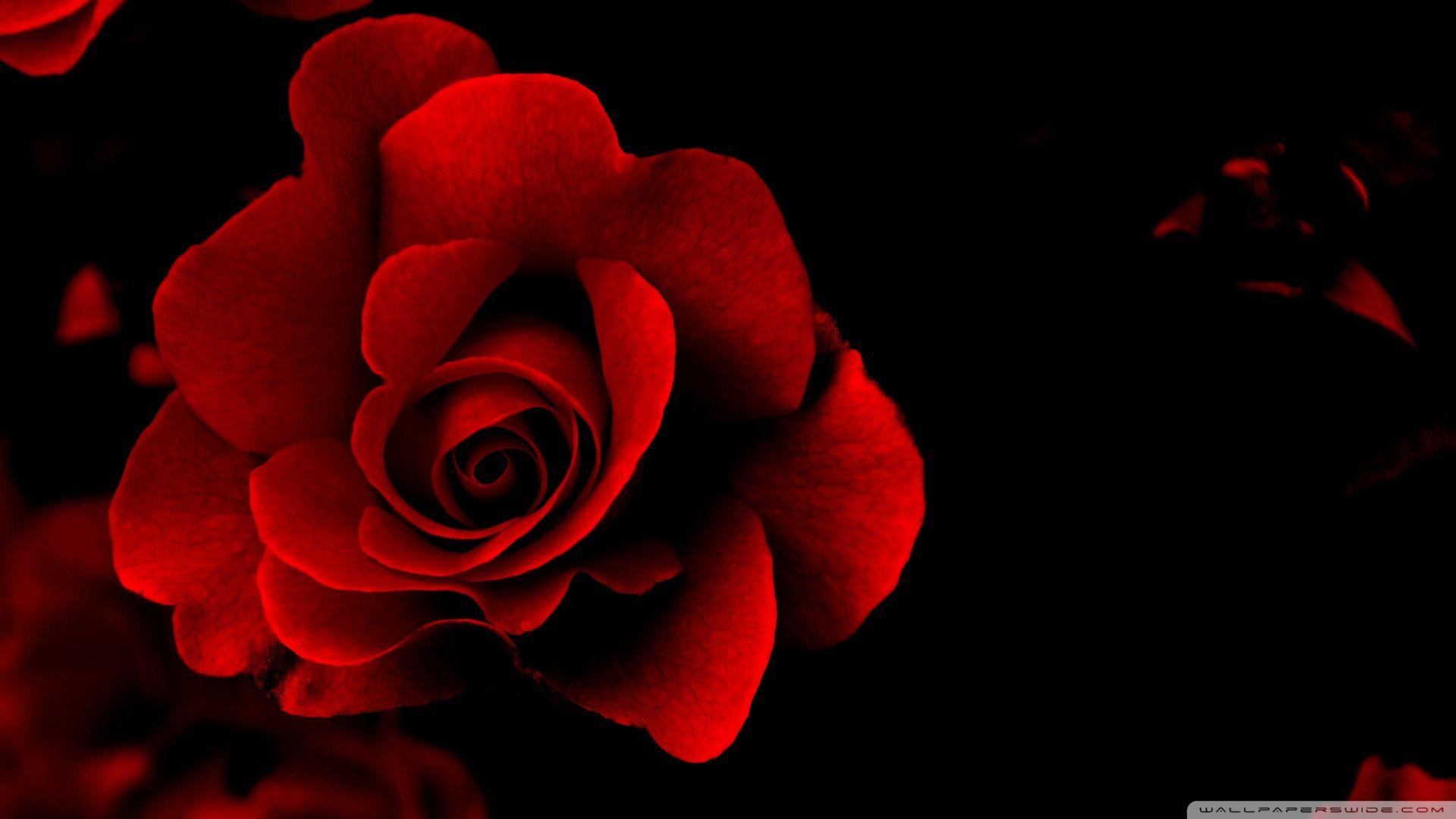 Sign Of Love ❤ 4K HD Desktop Wallpaper for 4K Ultra HD TV • Tablet