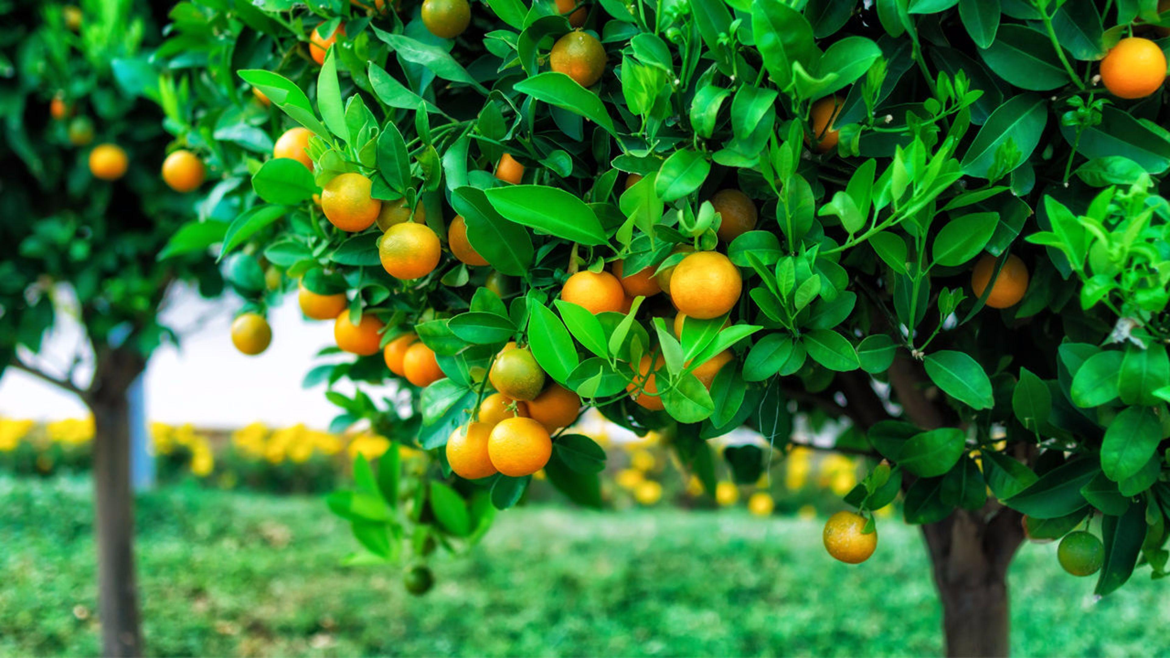 Orange tree - planting, pruning, care, diseases, pests and 