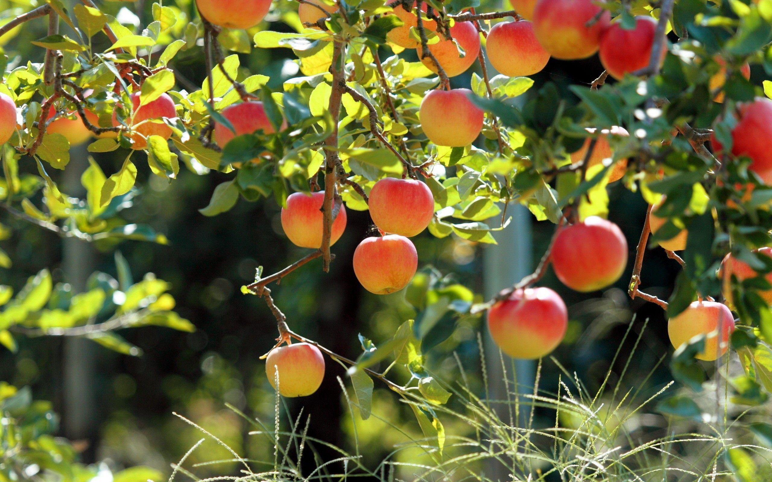 fruits on trees wallpaper