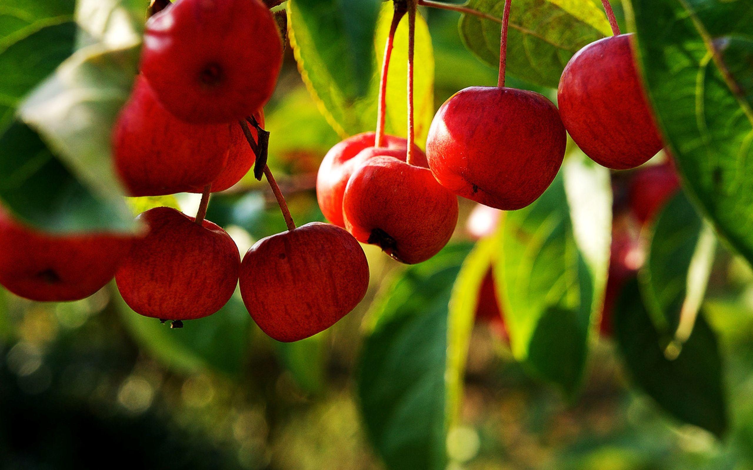 Fruits Tree Wallpapers - Wallpaper Cave
