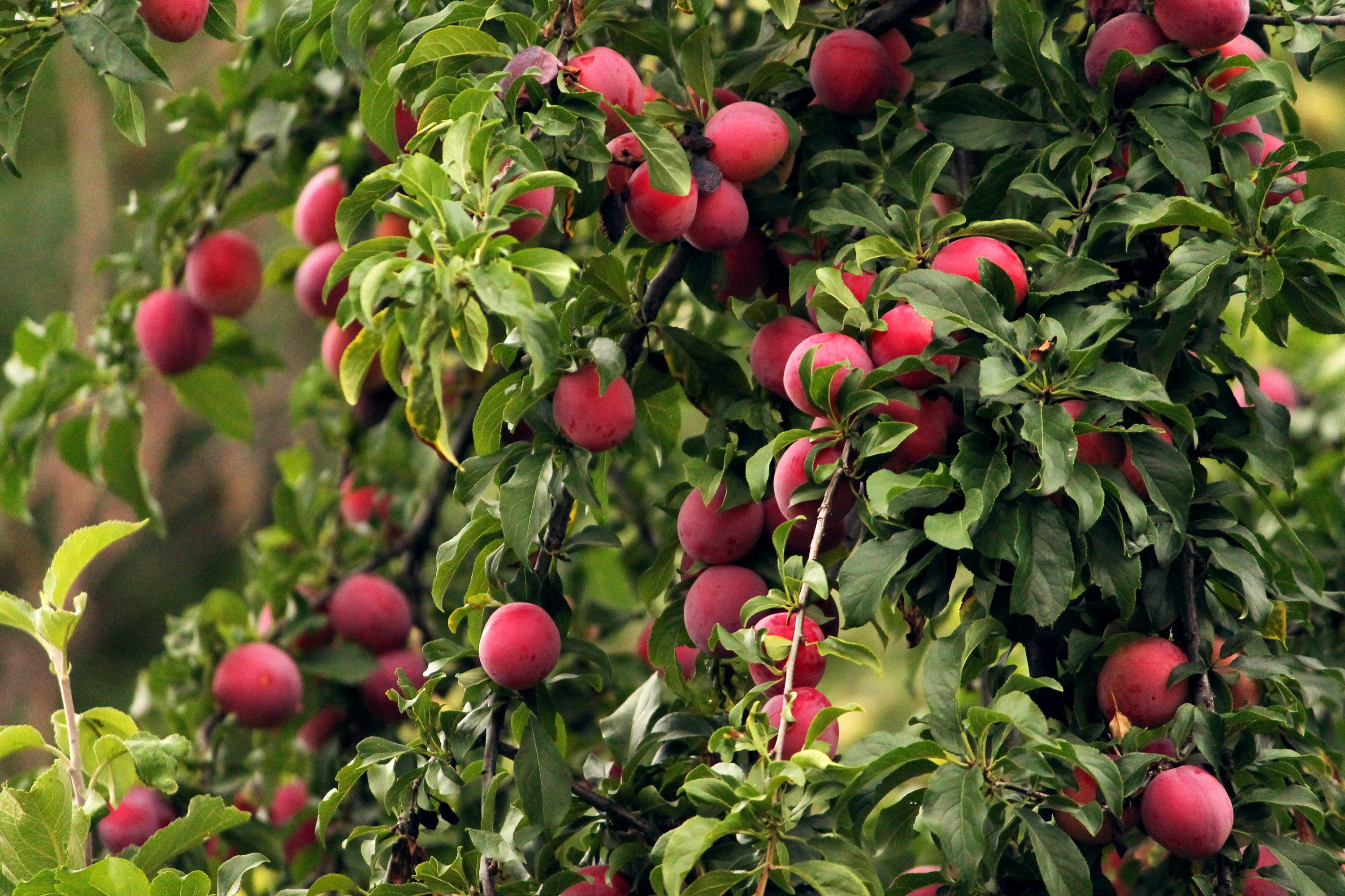Fruits Trees Wallpapers - Wallpaper Cave