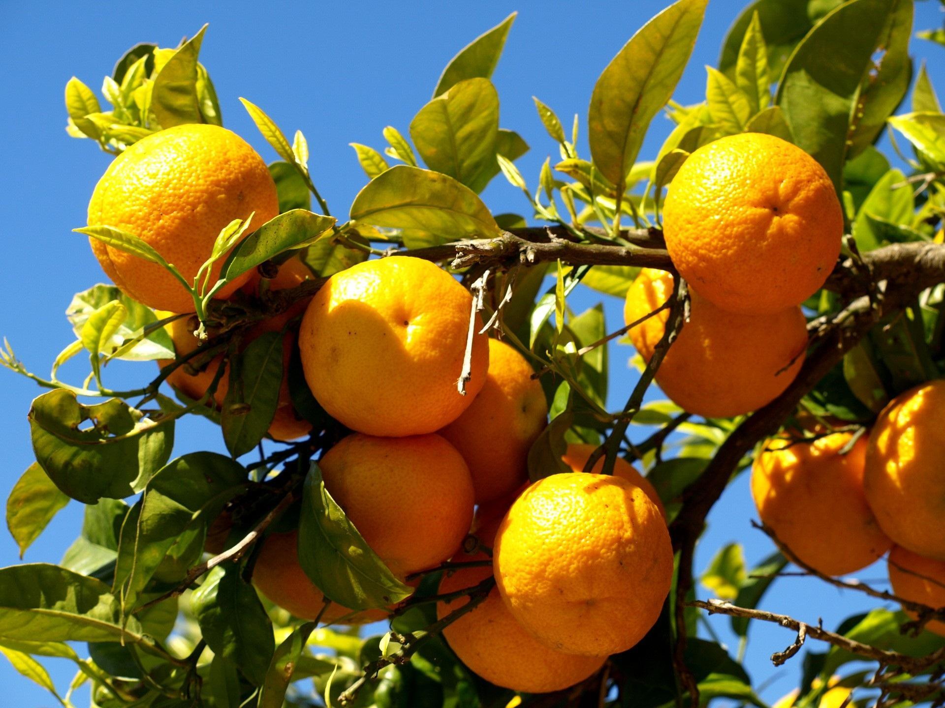 Desktop HD fruit tree image