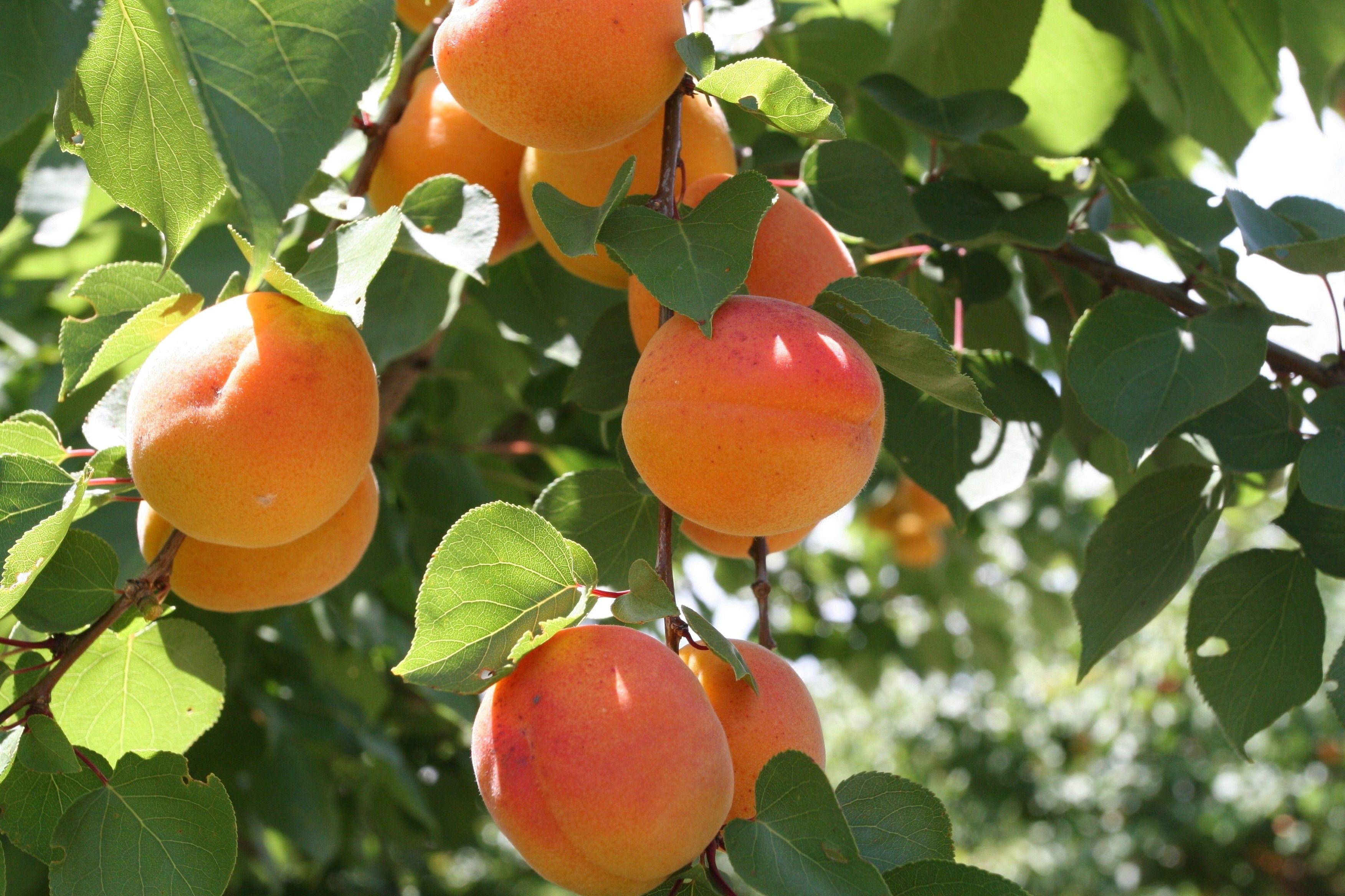 Fruits: Nature Peaches Fruit Tree Live Wallpaper iPhone for HD 16:9