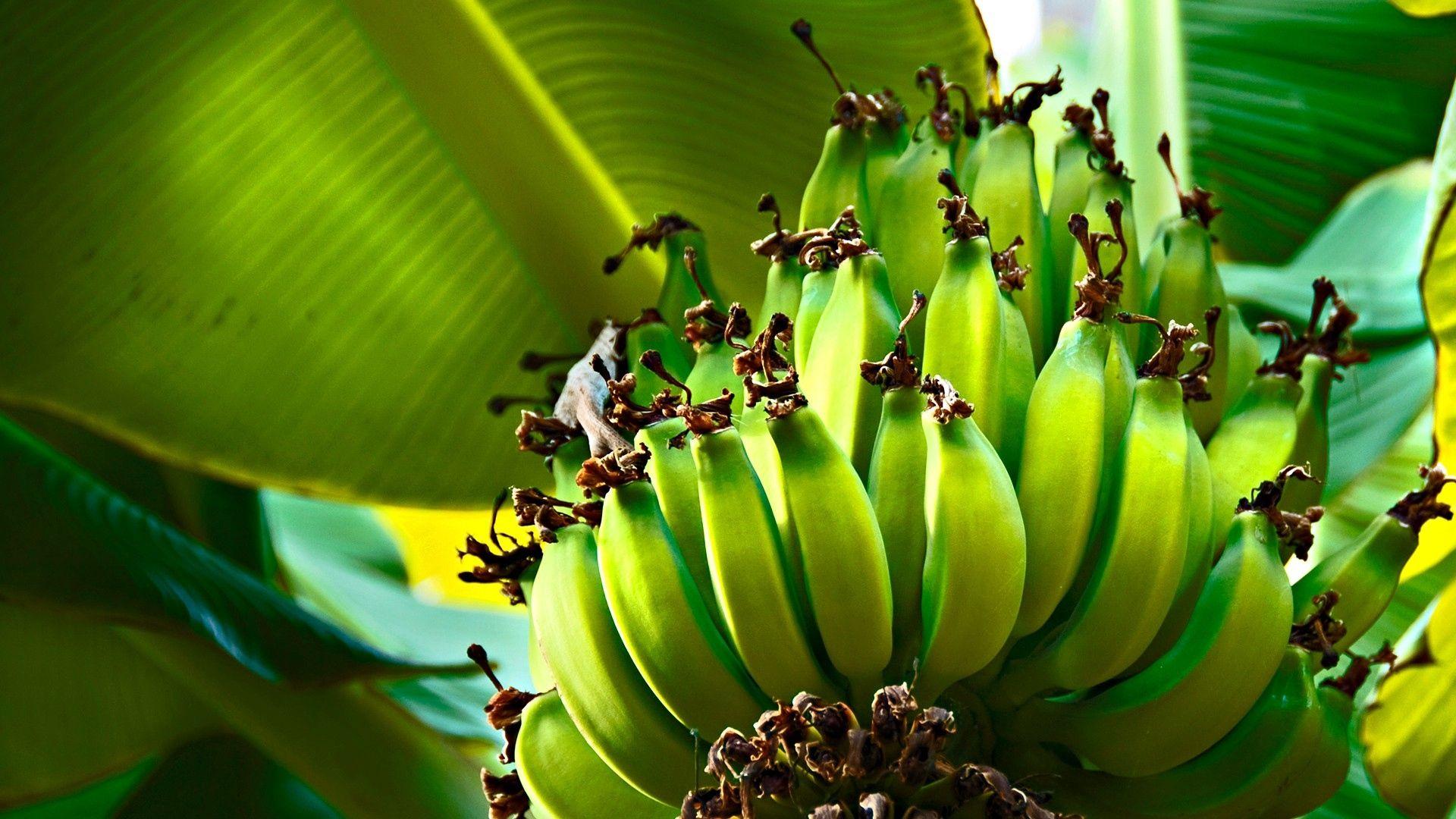 Download wallpaper 1920x1080 bananas, green, fruits, fruit, tree HD