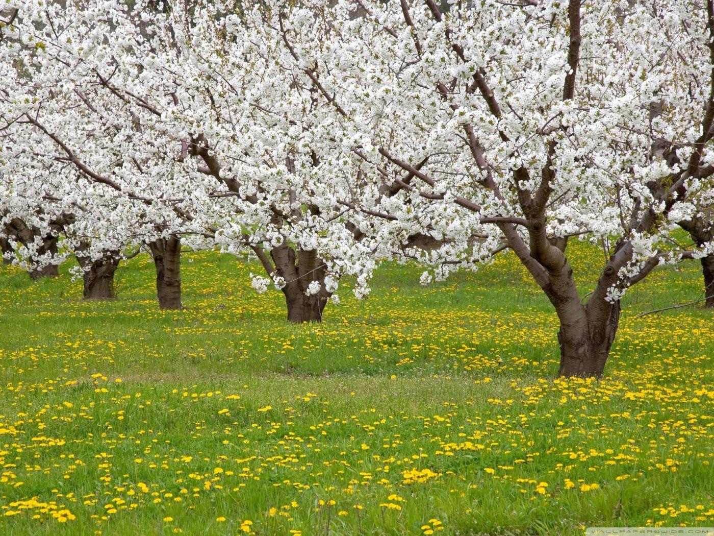 Blossoming Fruit Trees Mosier Oregon ❤ 4K HD Desktop Wallpaper