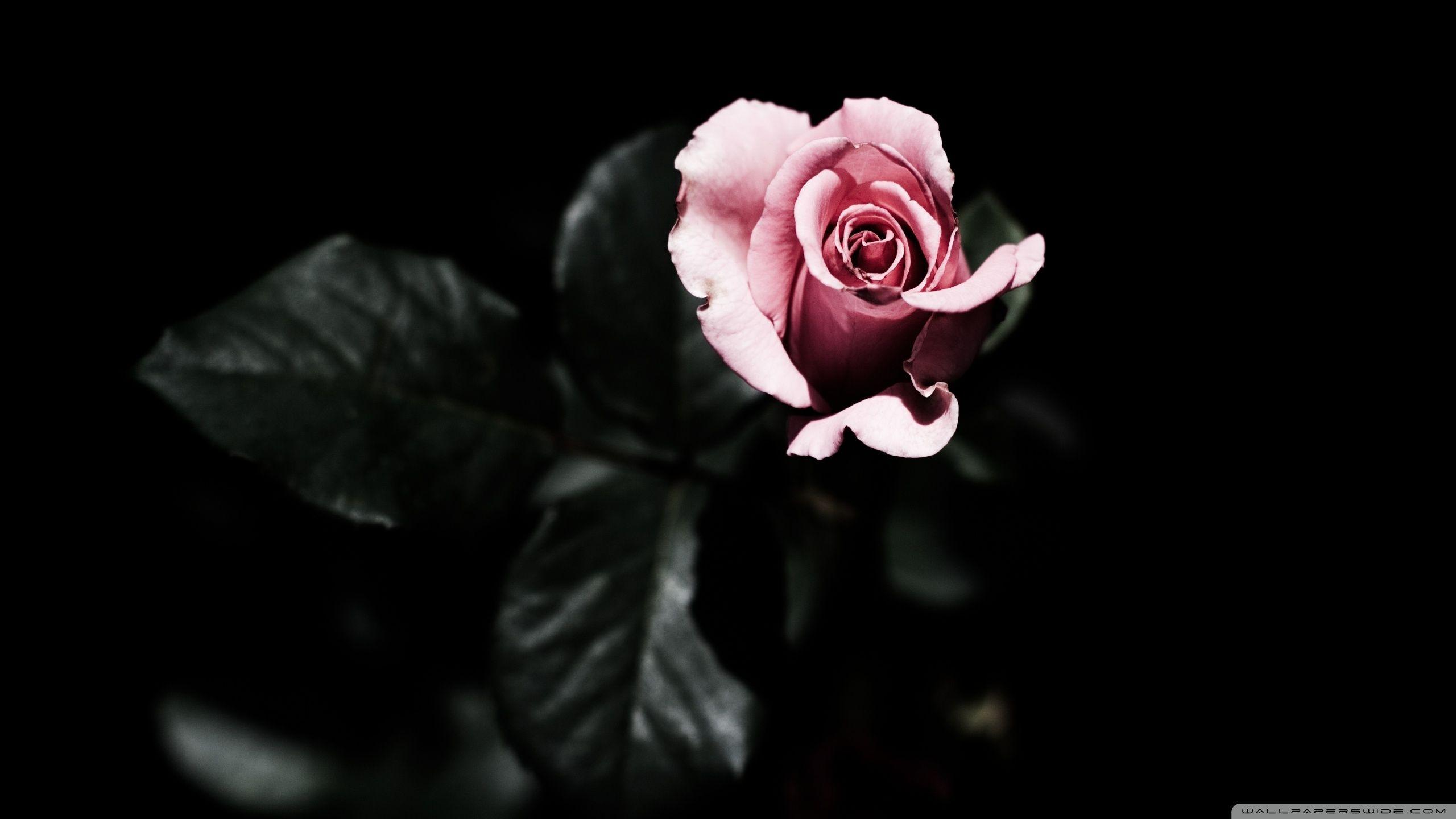 🔥 White Rose Wallpaper Full HD - Gulab Free Download