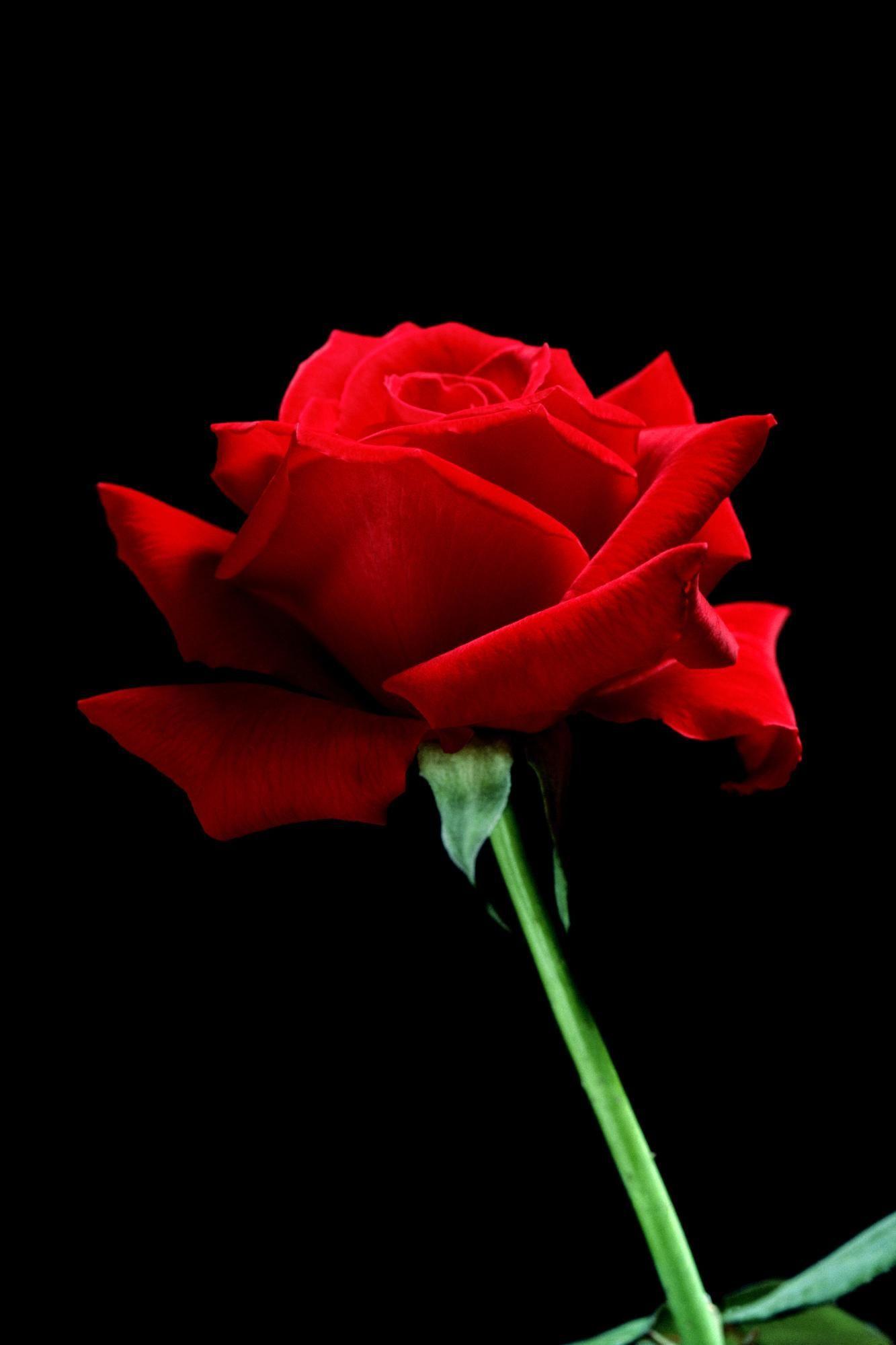 Rose. Nature Wallpaper HQ A Single Red Rose. Flowers