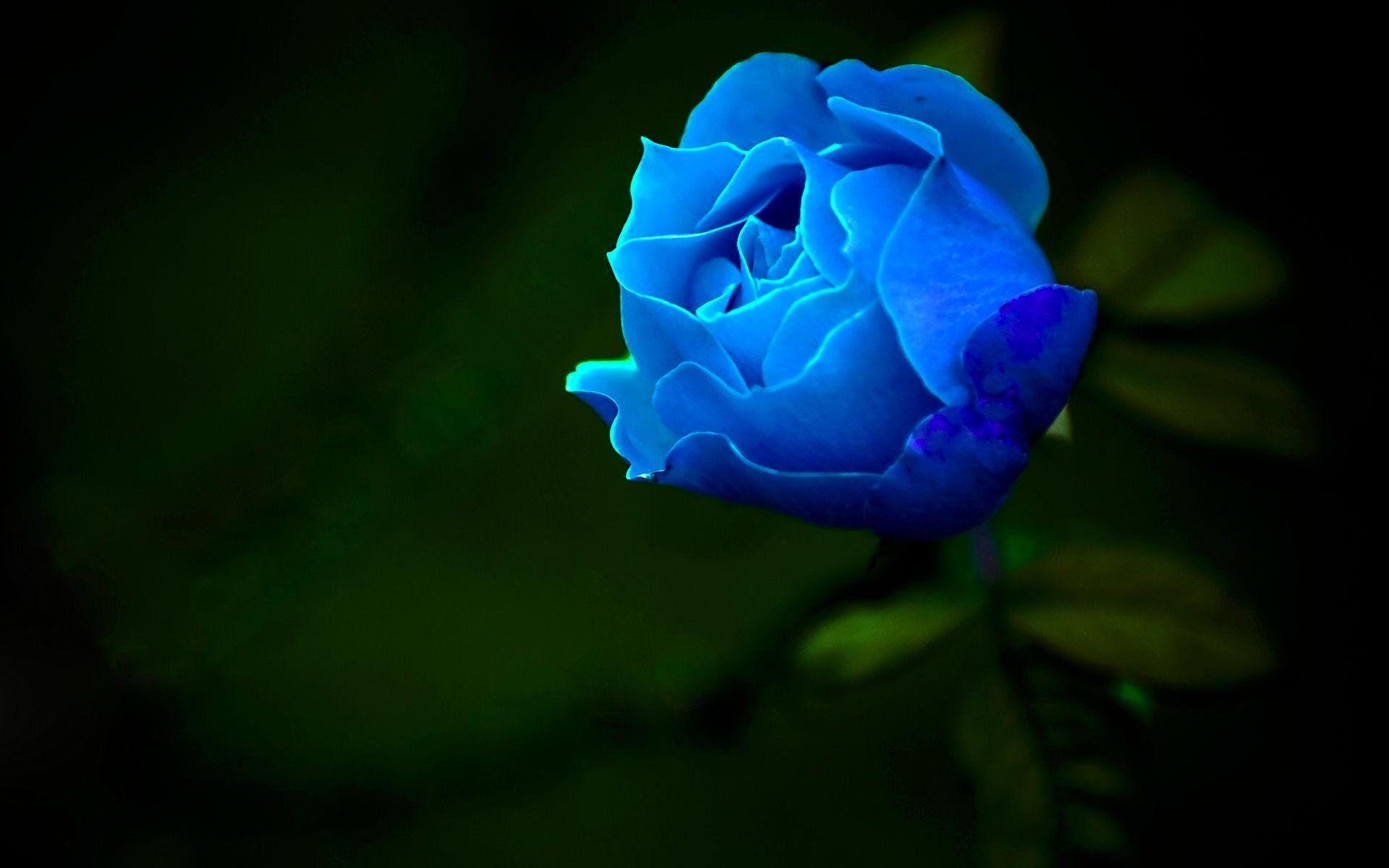 hoontoidly: Single Blue Rose Wallpaper Image