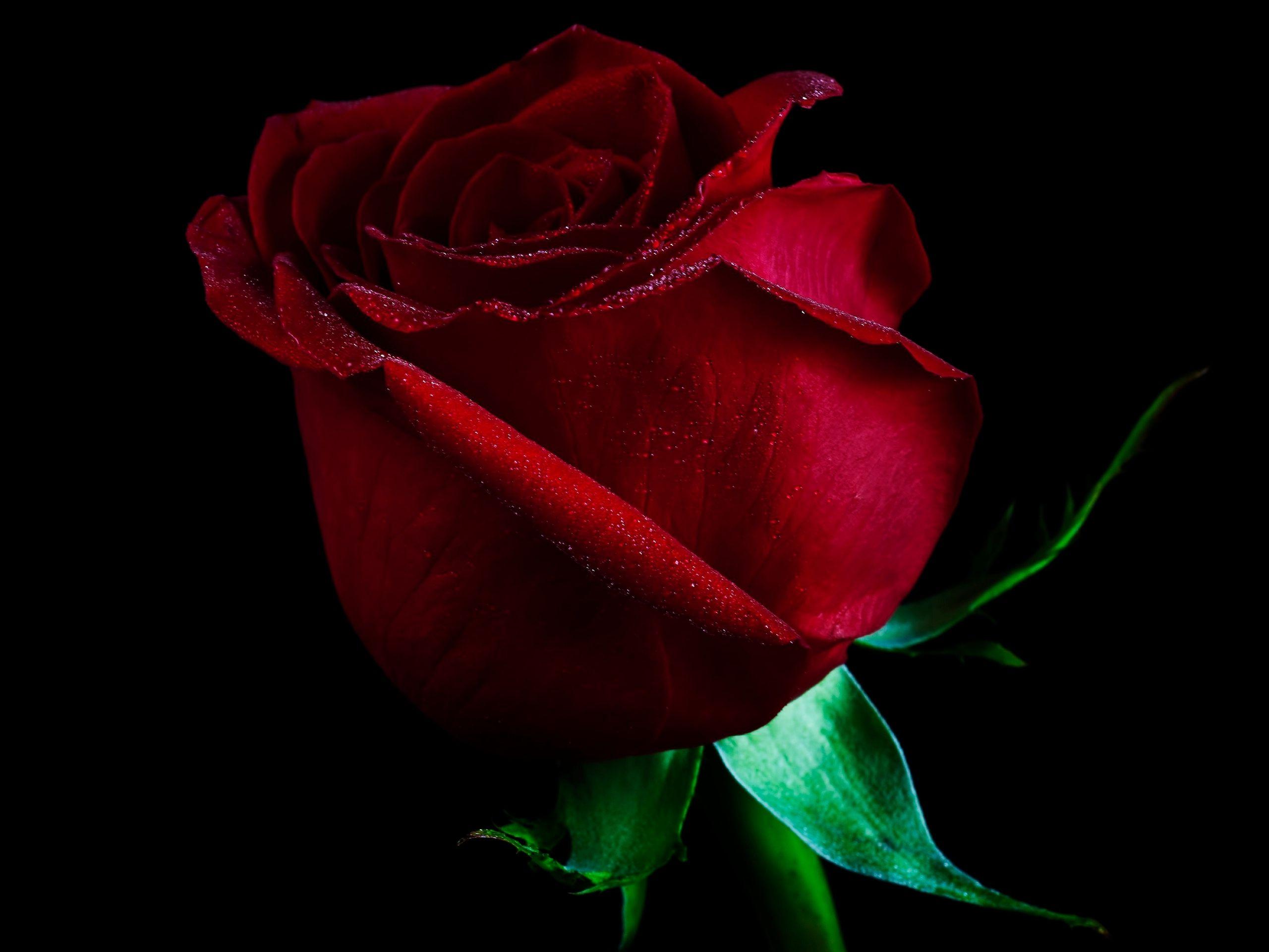 Beautiful Single Red Rose Wallpaper