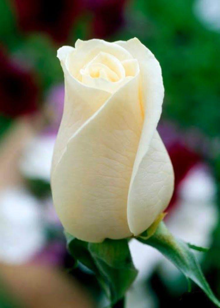 White Single Rose Image. White Rose Wallpaper
