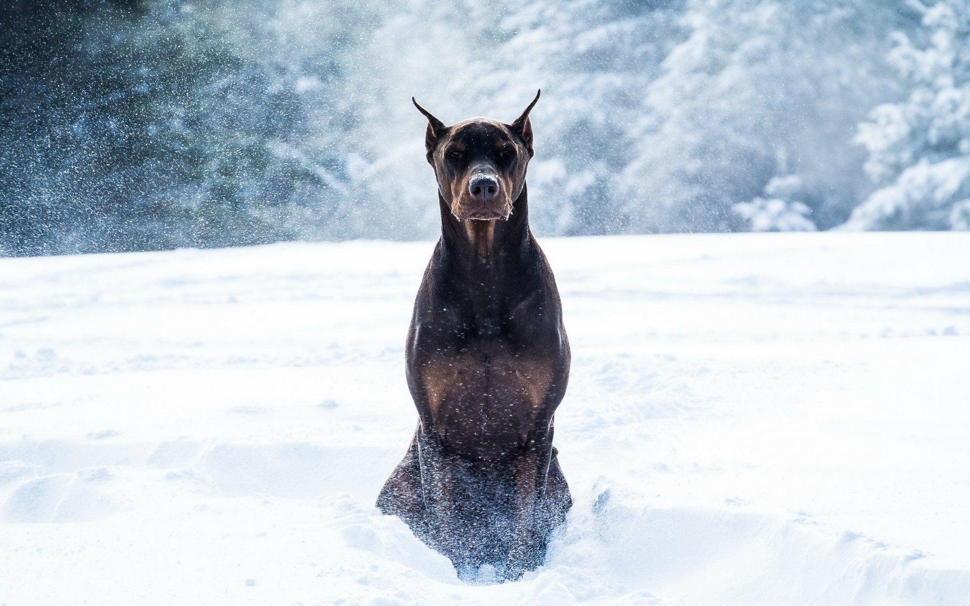 dobermann dog snow winter HD wallpaper