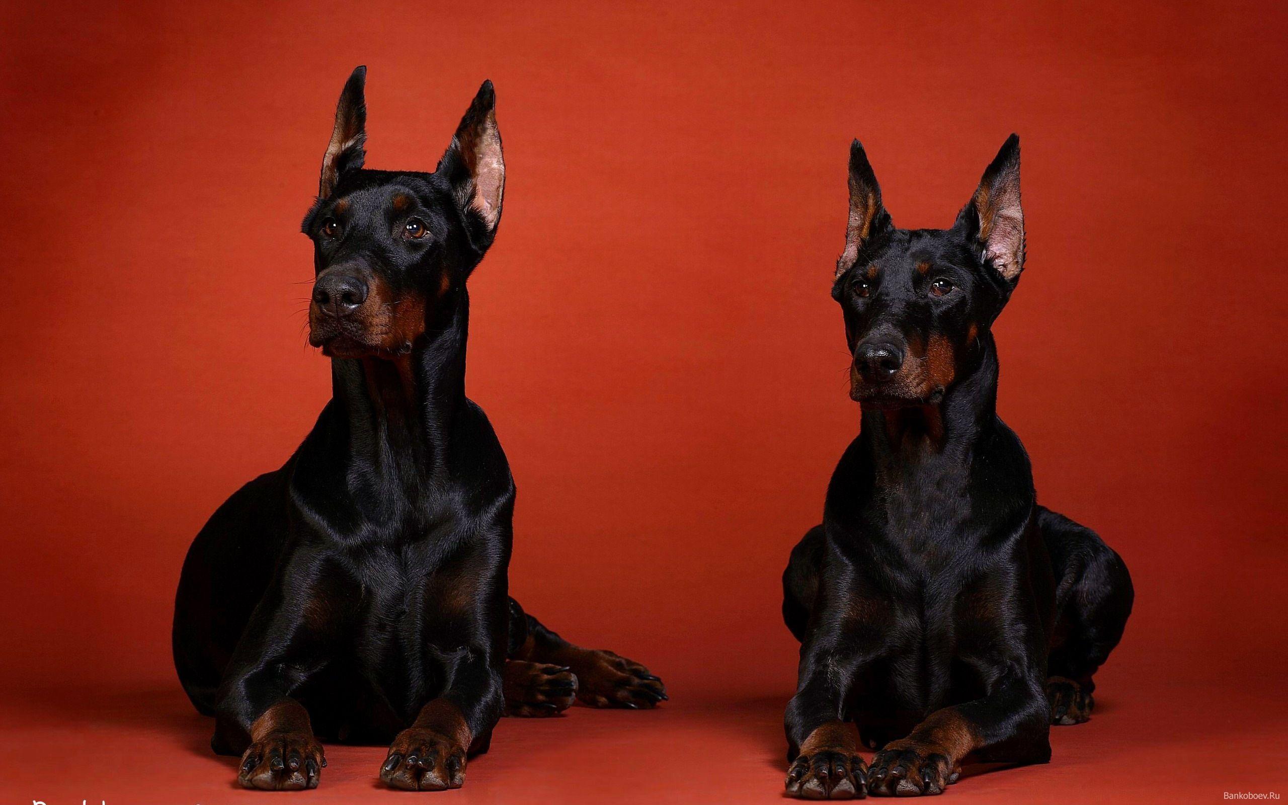 Doberman Dogs HD Wallpaper and Picture