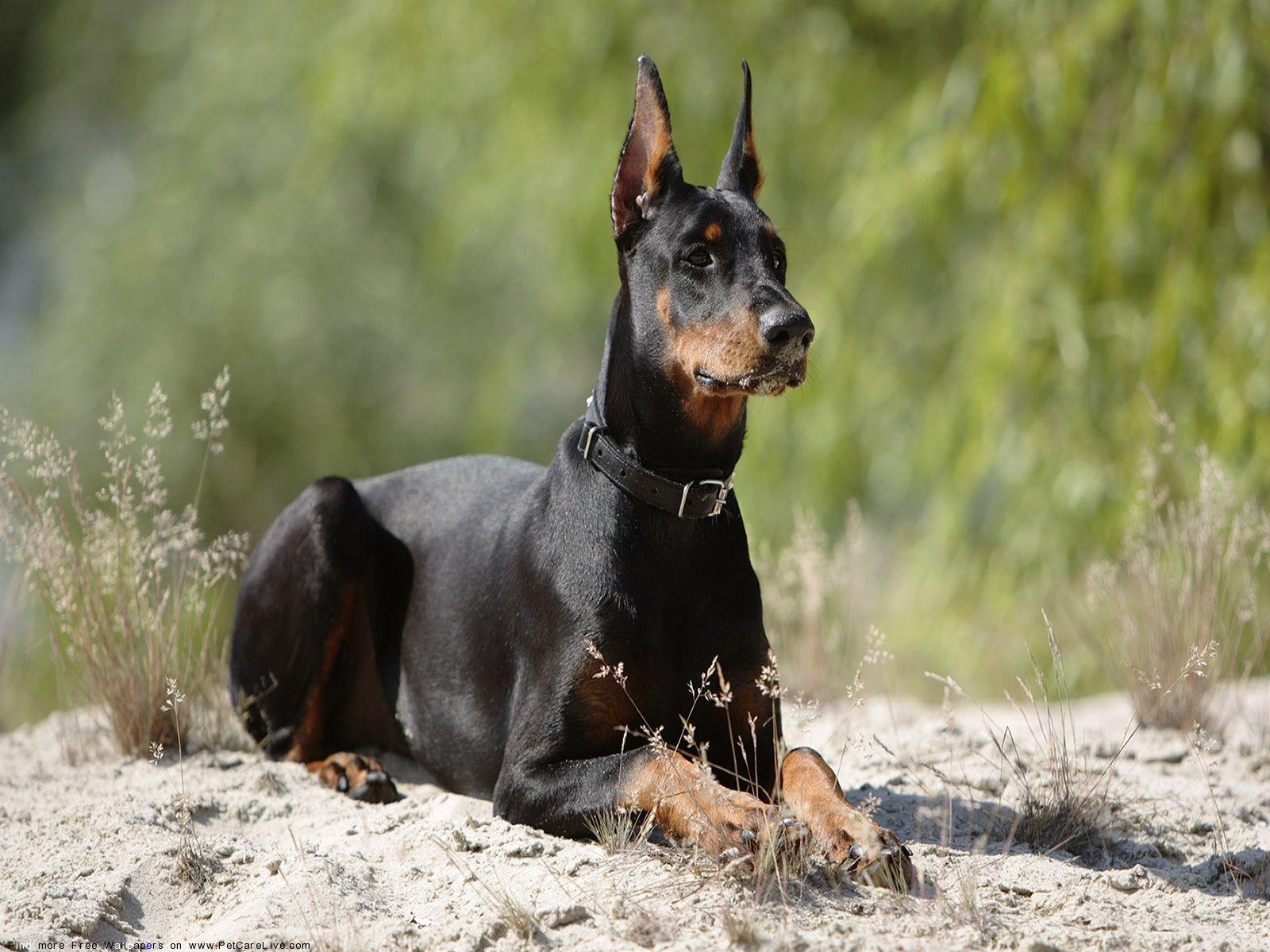 Smart Facts About Dobermans Dogs World