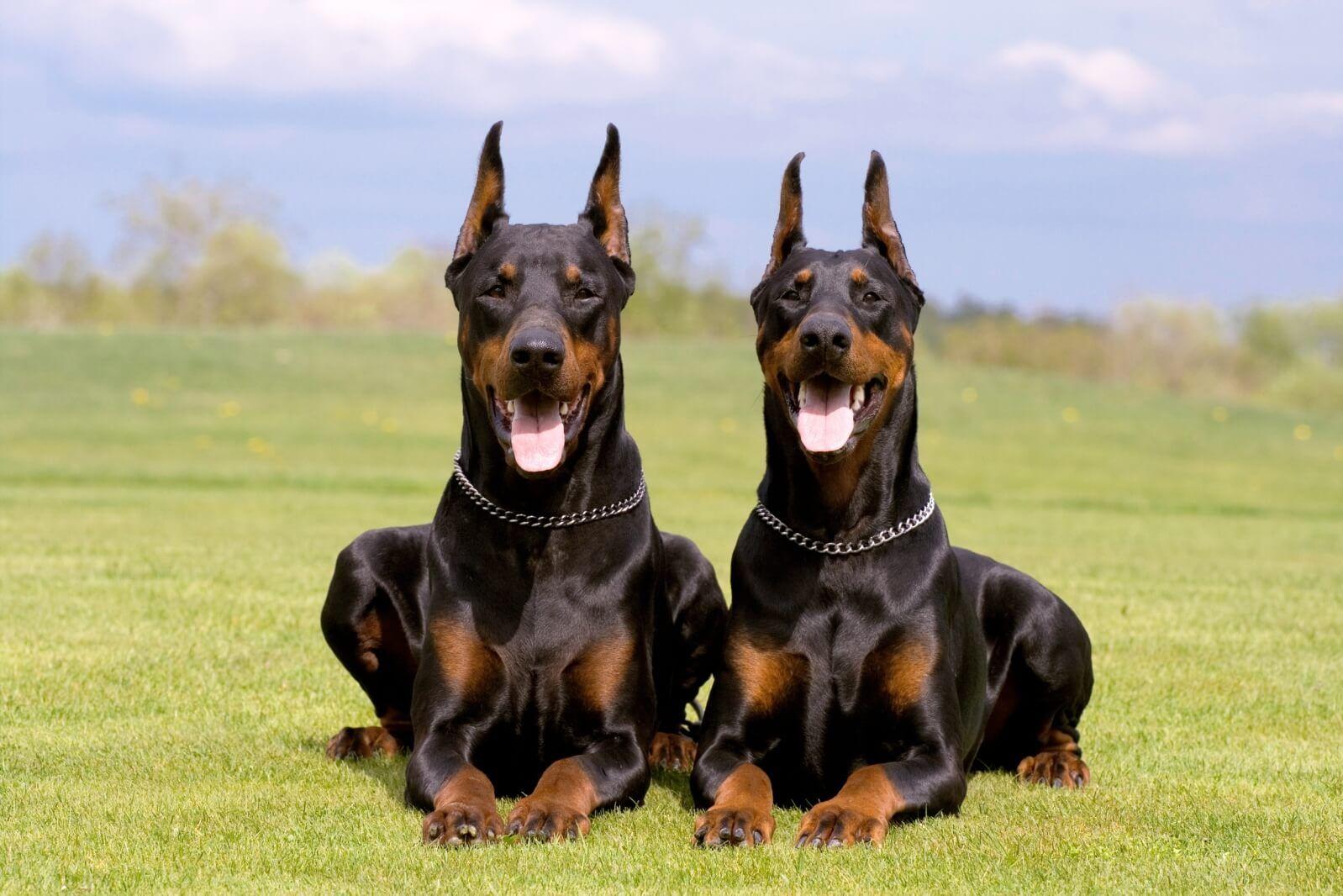 doberman pinscher Personality, temperament and picture