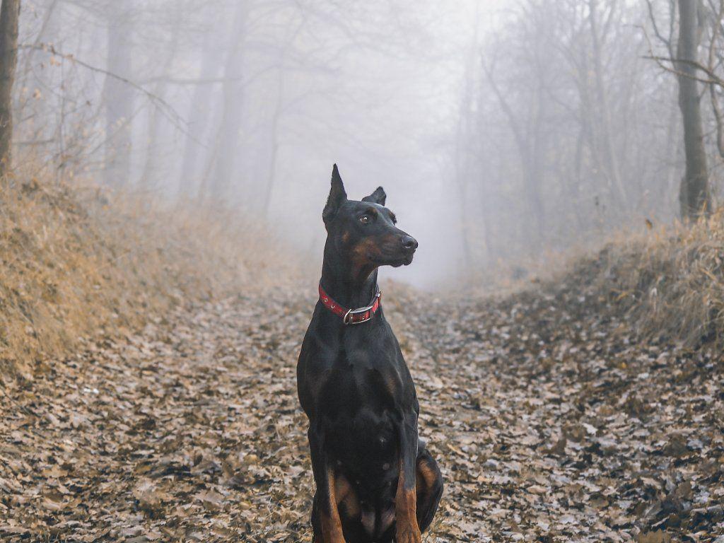 Desktop wallpaper dobermann pinscher, dog, outdoor, HD image