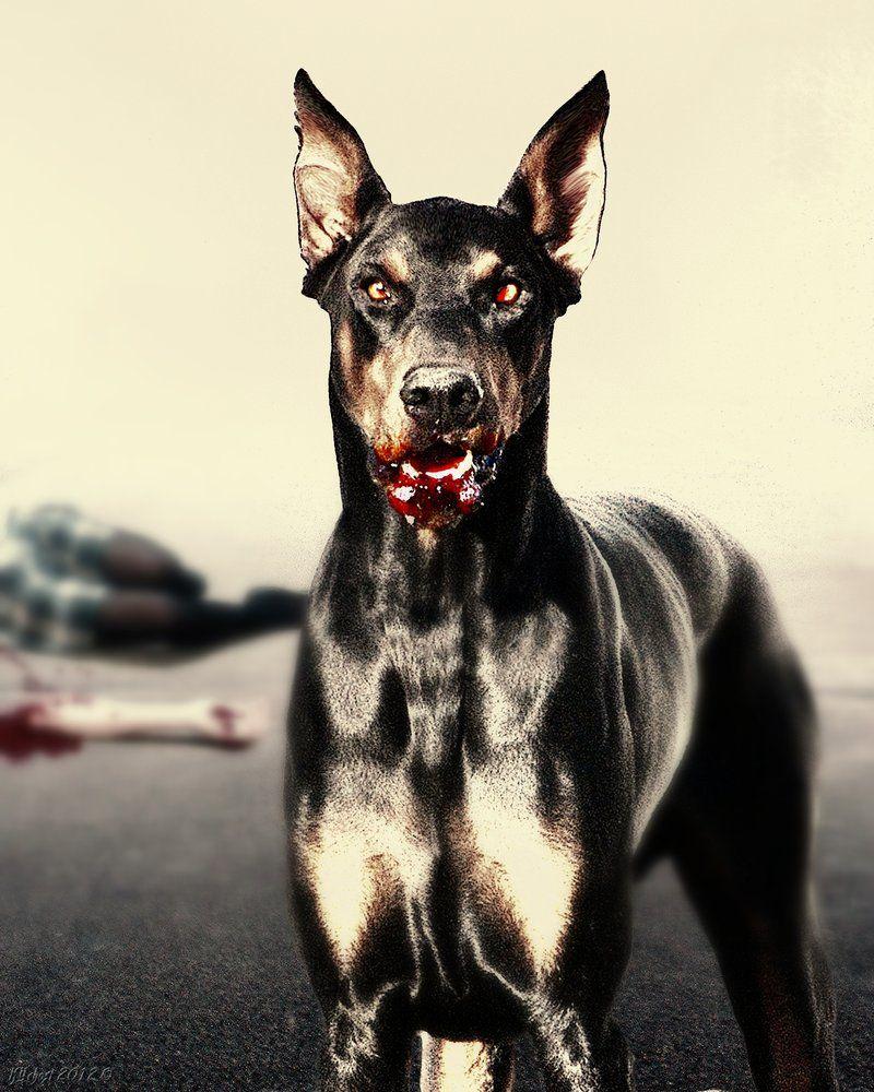 Doberman Angry Images  Browse 860 Stock Photos Vectors and Video  Adobe  Stock