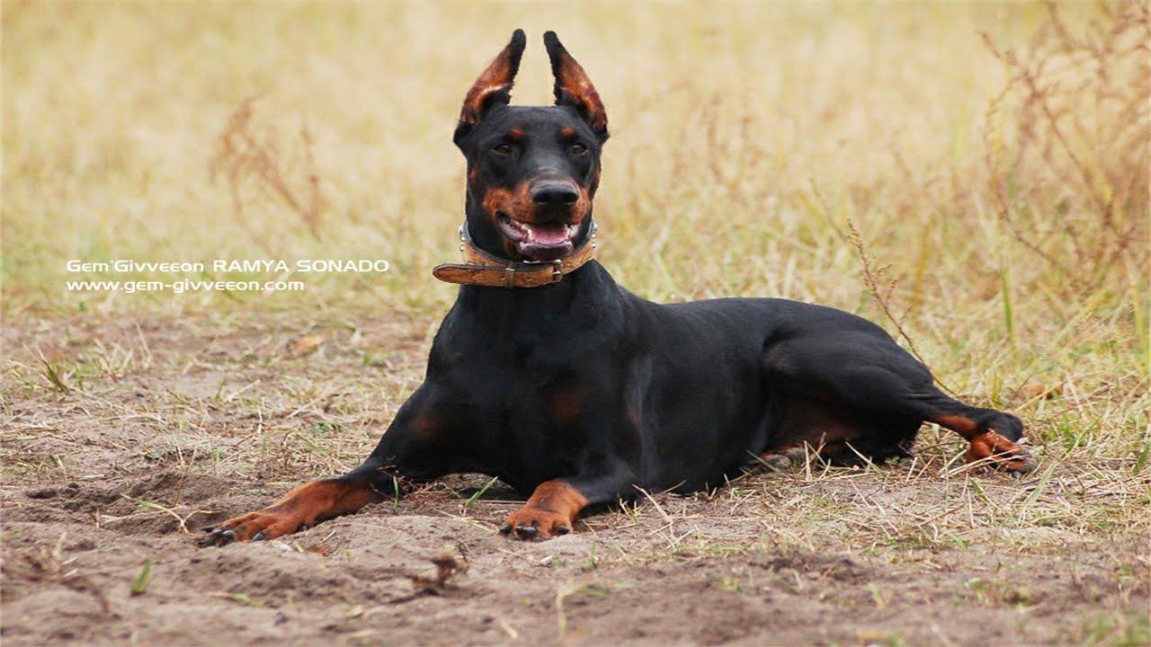 The Magnificent Breed of Doberman (Documentary in HD!!!)