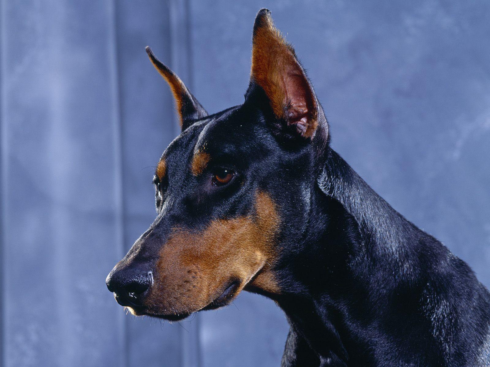 Doberman Pinscher Dog Picture HD Wallpaper Background