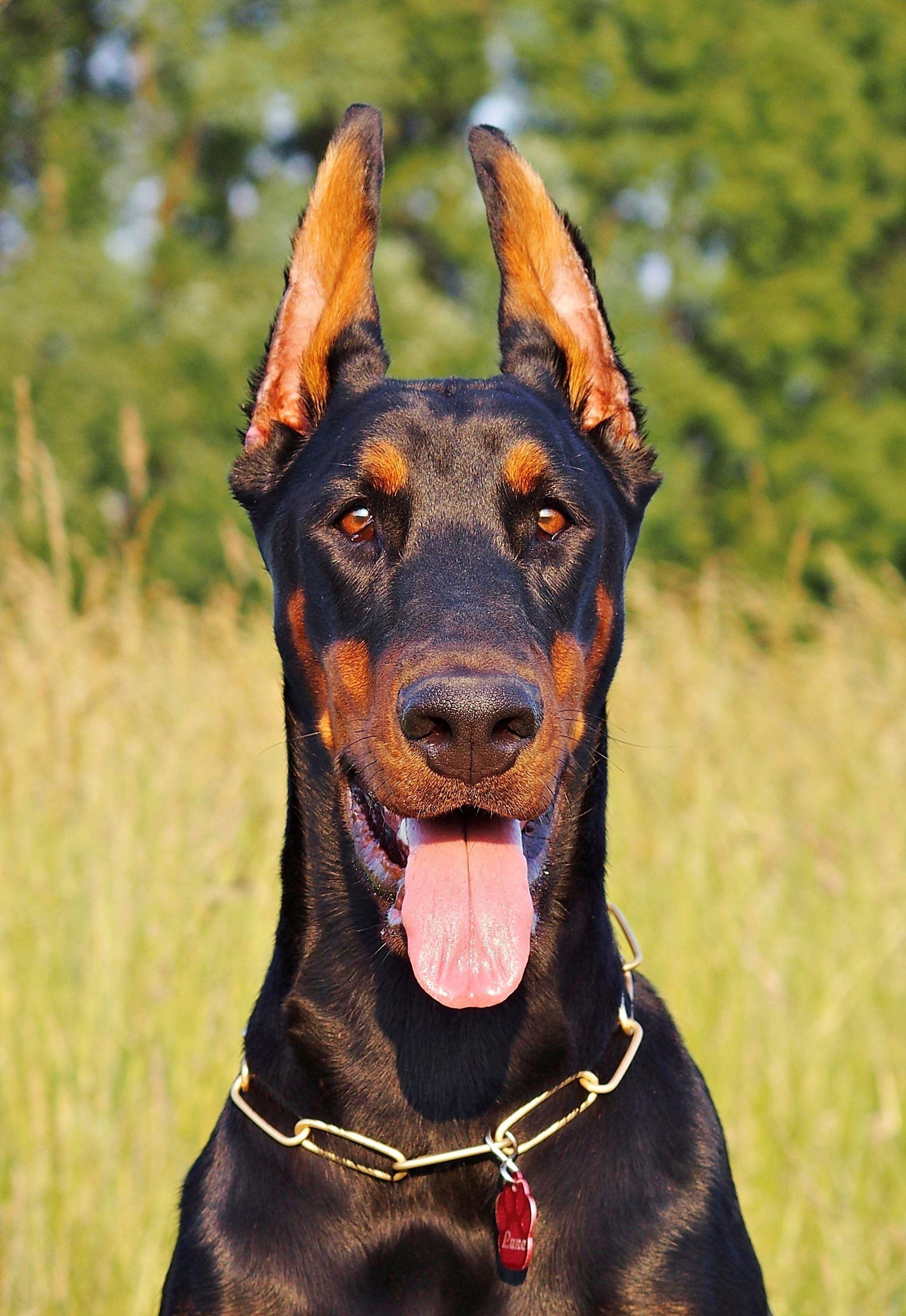 Dobermann Dobermann