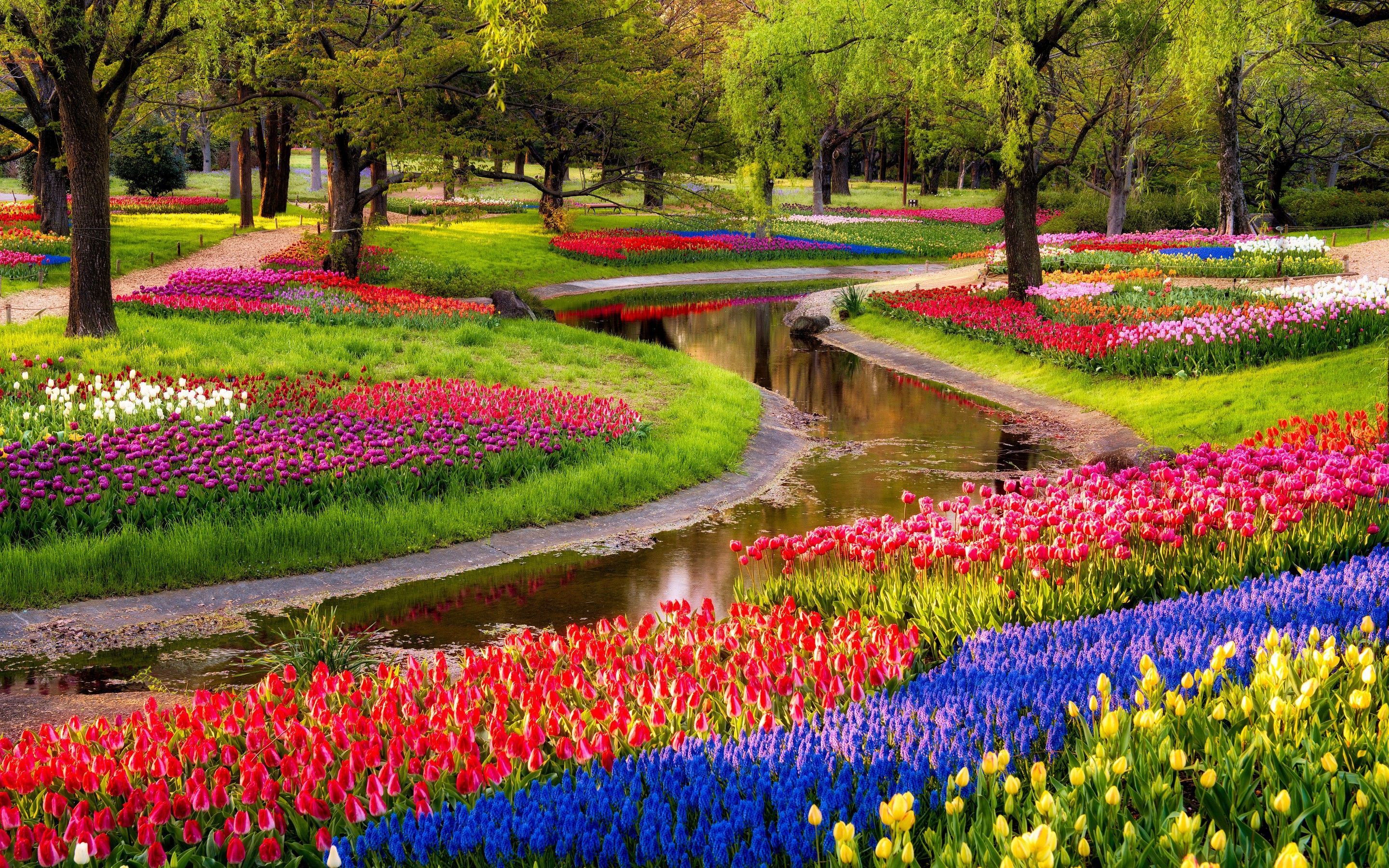 Colorful Garden Flowers Hd Free Wallpaper