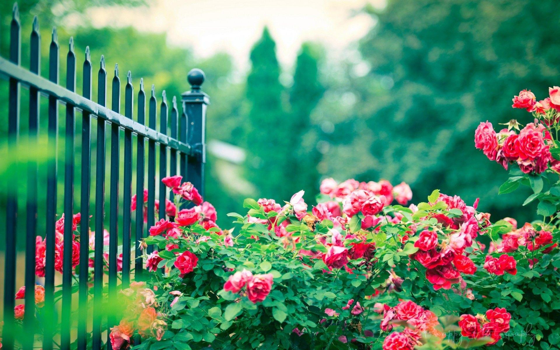 Beautiful Spain Roses in Garden Wallpaper HD Wallpaper