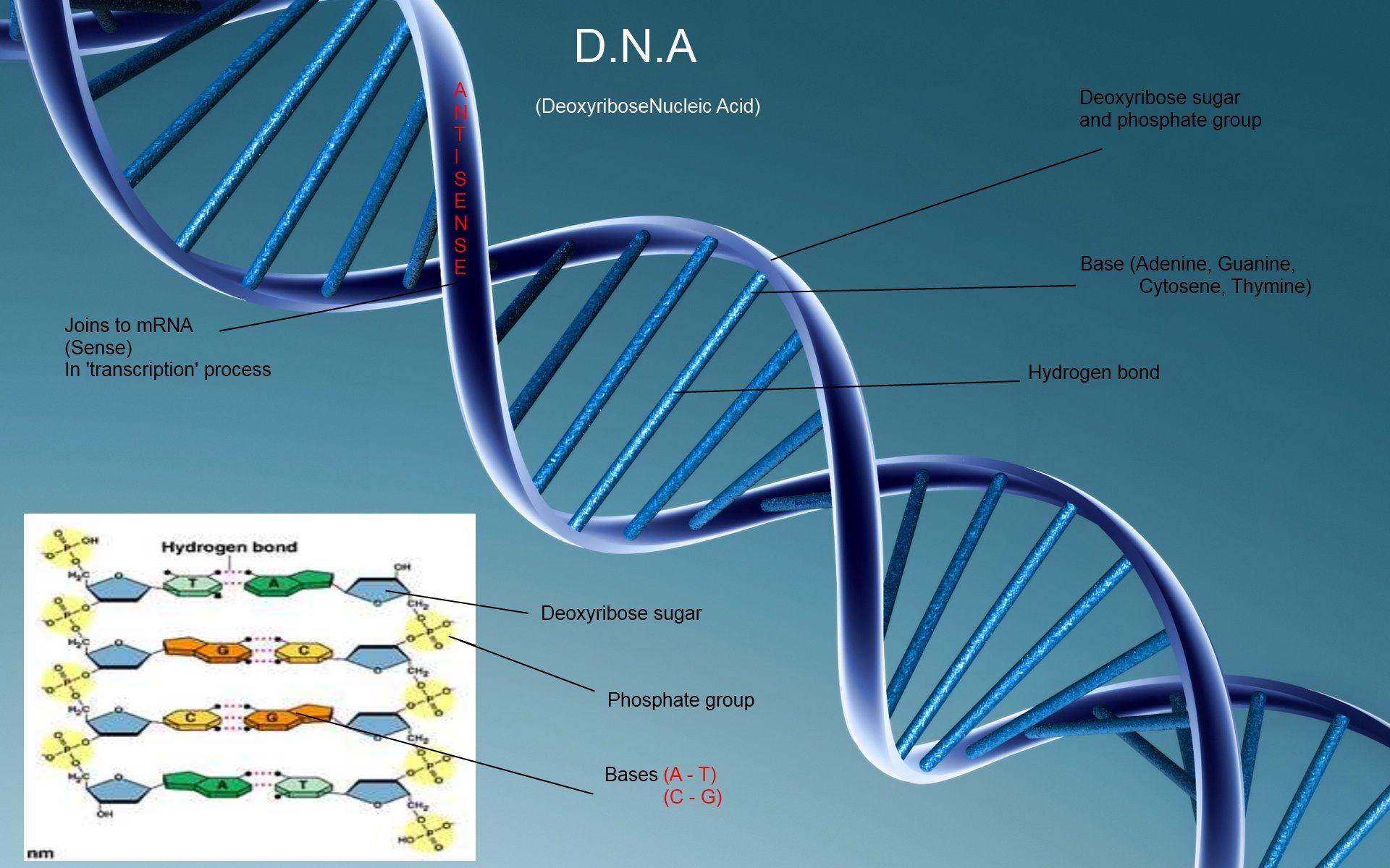 Download the DNA Structure Wallpaper, DNA Structure iPhone Wallpaper