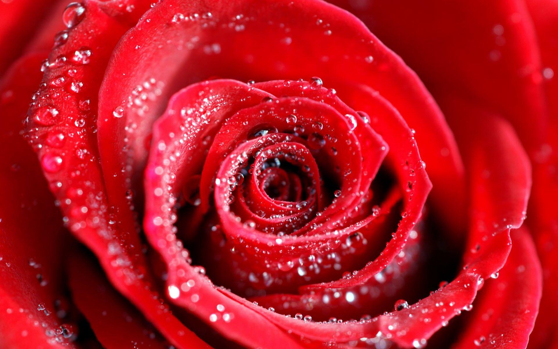 Water Drops on Red Rose Wallpaper