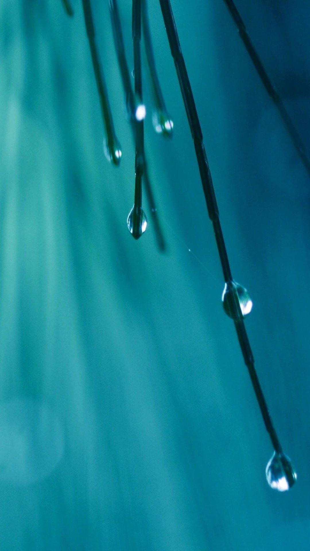 Grass Threads Water Drops iPhone 6 Plus HD Wallpaper HD
