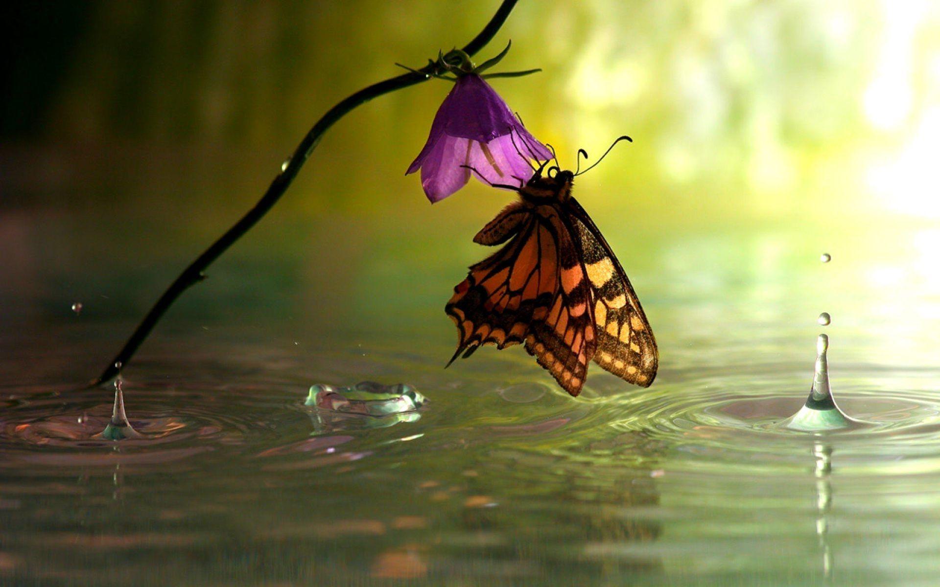 Cute butterfly feeding from flower wallpaper. HD Wallpaper Rocks