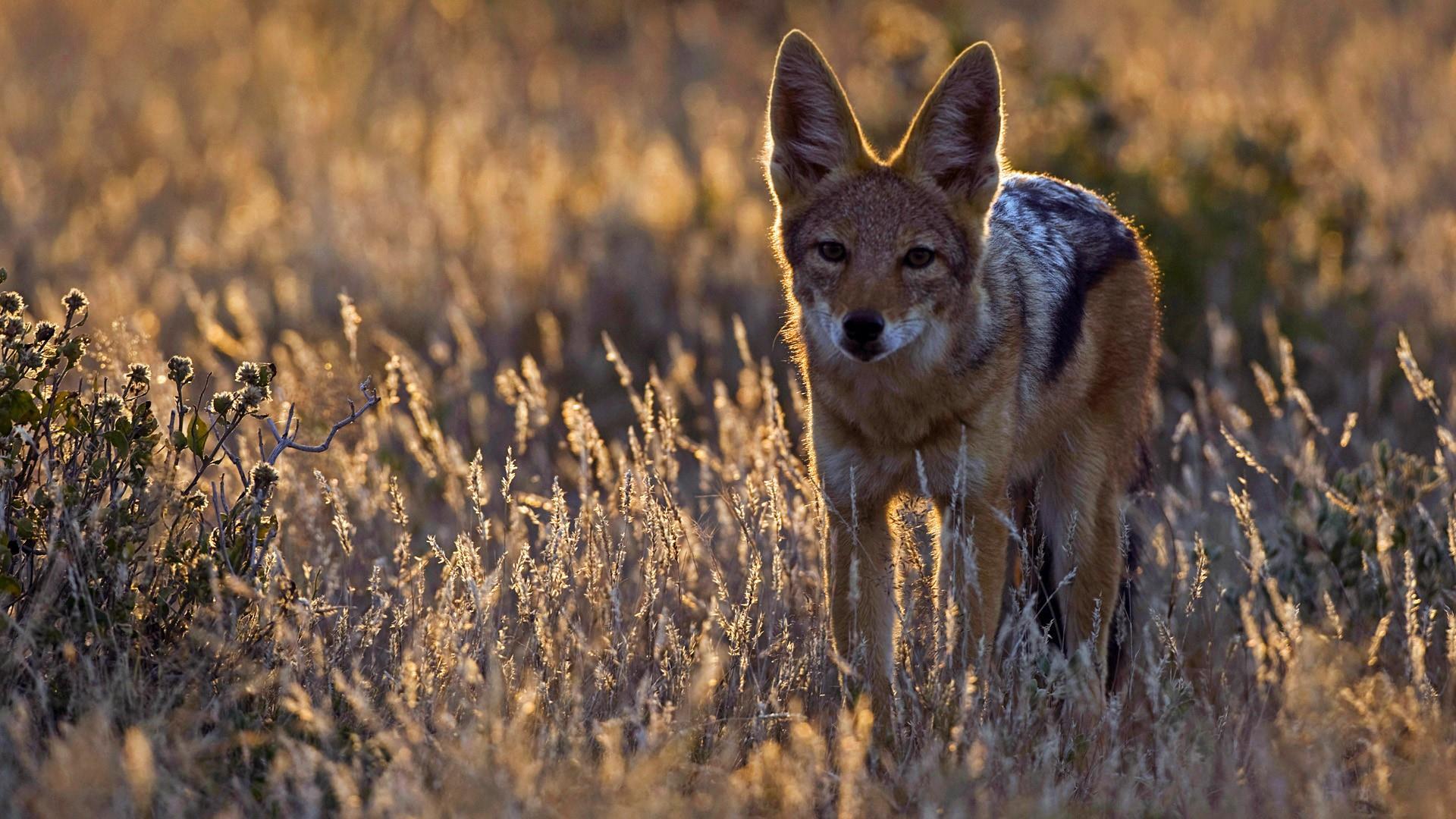 Jackal With Big Ears Wallpaper. Wallpaper Studio 10