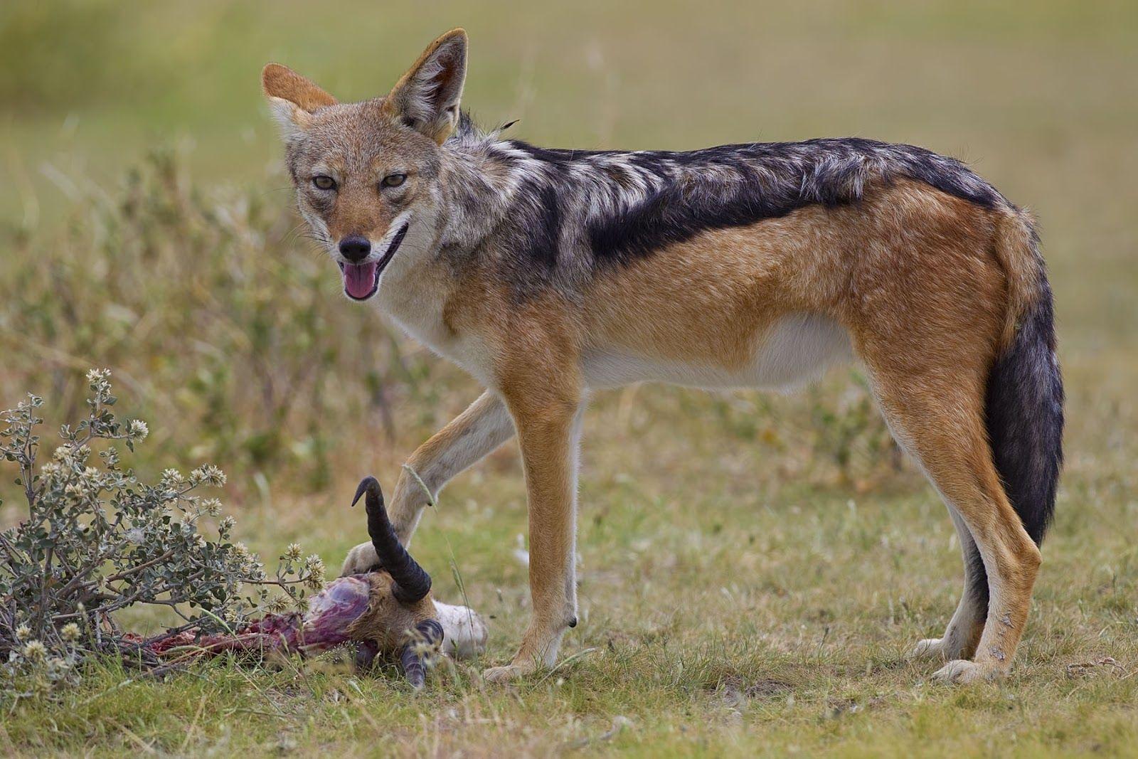 All About Animal Wildlife: Jackal HD Wallpaper 2012