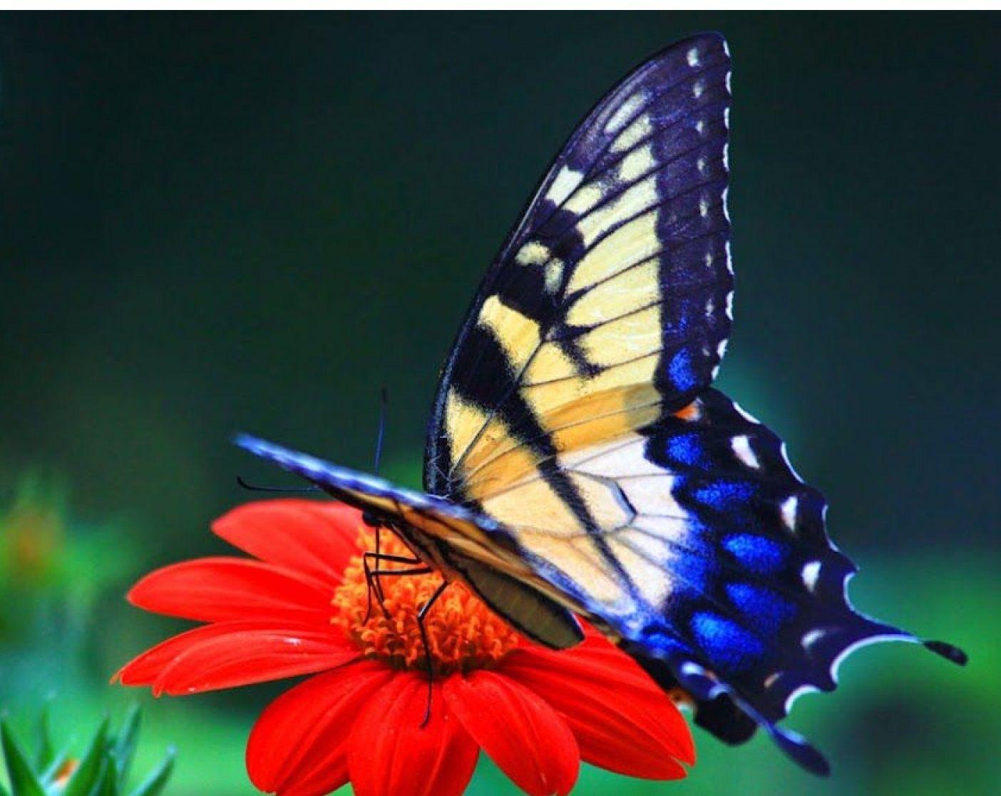 Colorful Butterfly Wallpaper Free Download Desktop Image