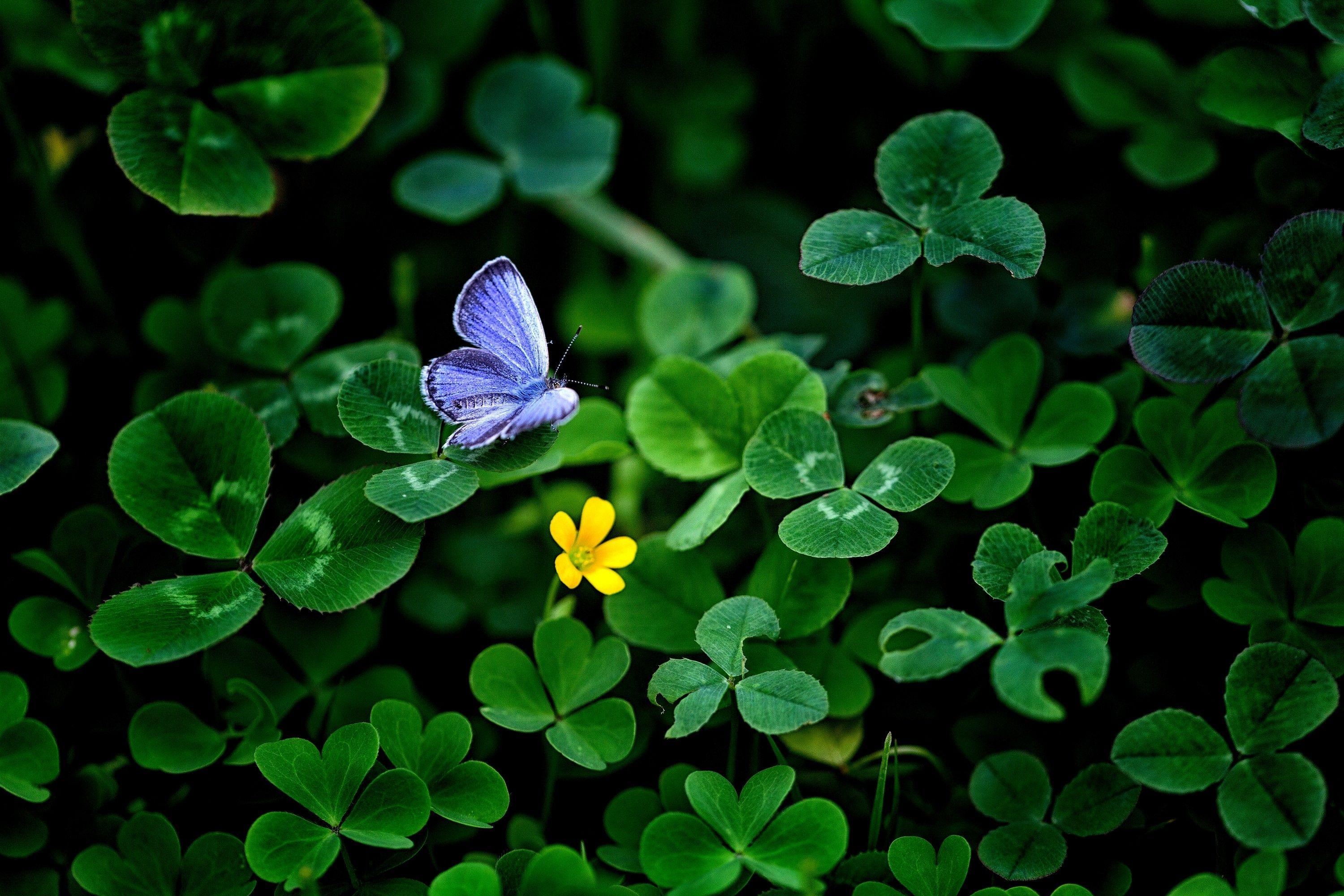 Butterflies: Nature Leaves Clover Cute Butterfly Wallpaper