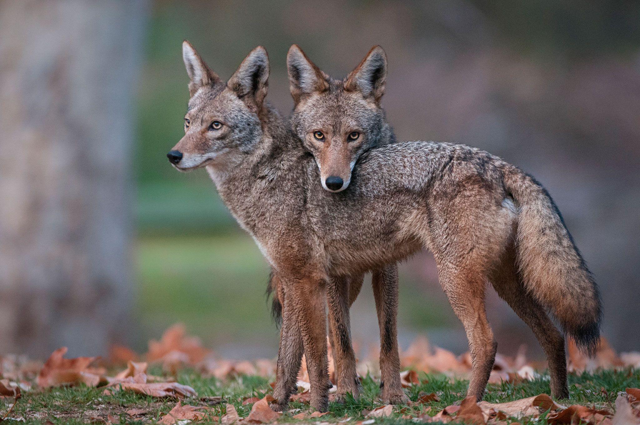 Coyote (Jackal) Animal Photo HD Wallpaper