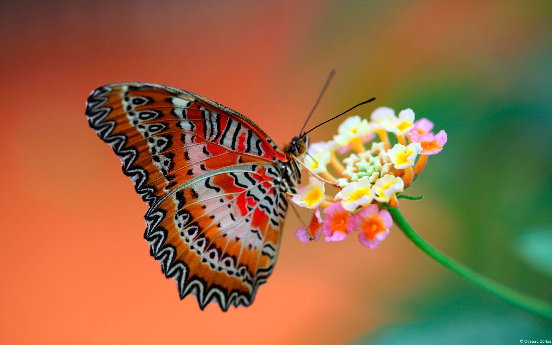 Butterfly on Flower Wallpaper