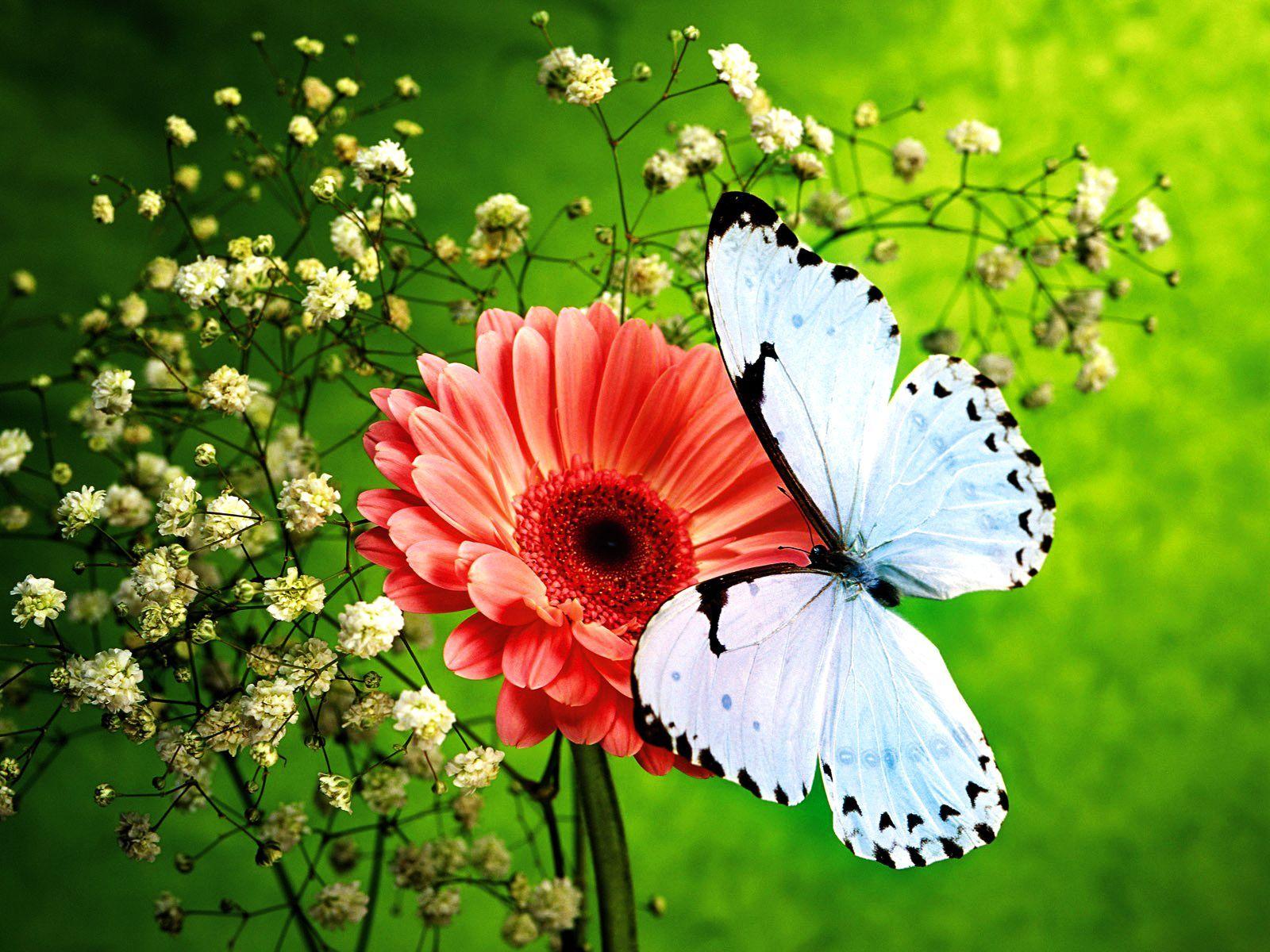 Flowers and Butterflies. Pink Flower and Beautiful Blue Butterfly