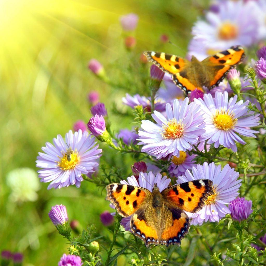 Butterfly Wallpaper With Flowers In HDD HD Wallpaper